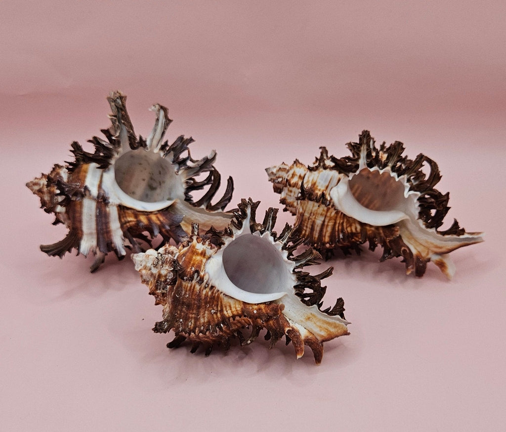 Long Spine Murex Endive Shell Trio – Natural Brown Coastal Display Shells