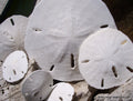 Loose White Sand Dollar (bleached)– Bulk Available Coastal Craft Shells