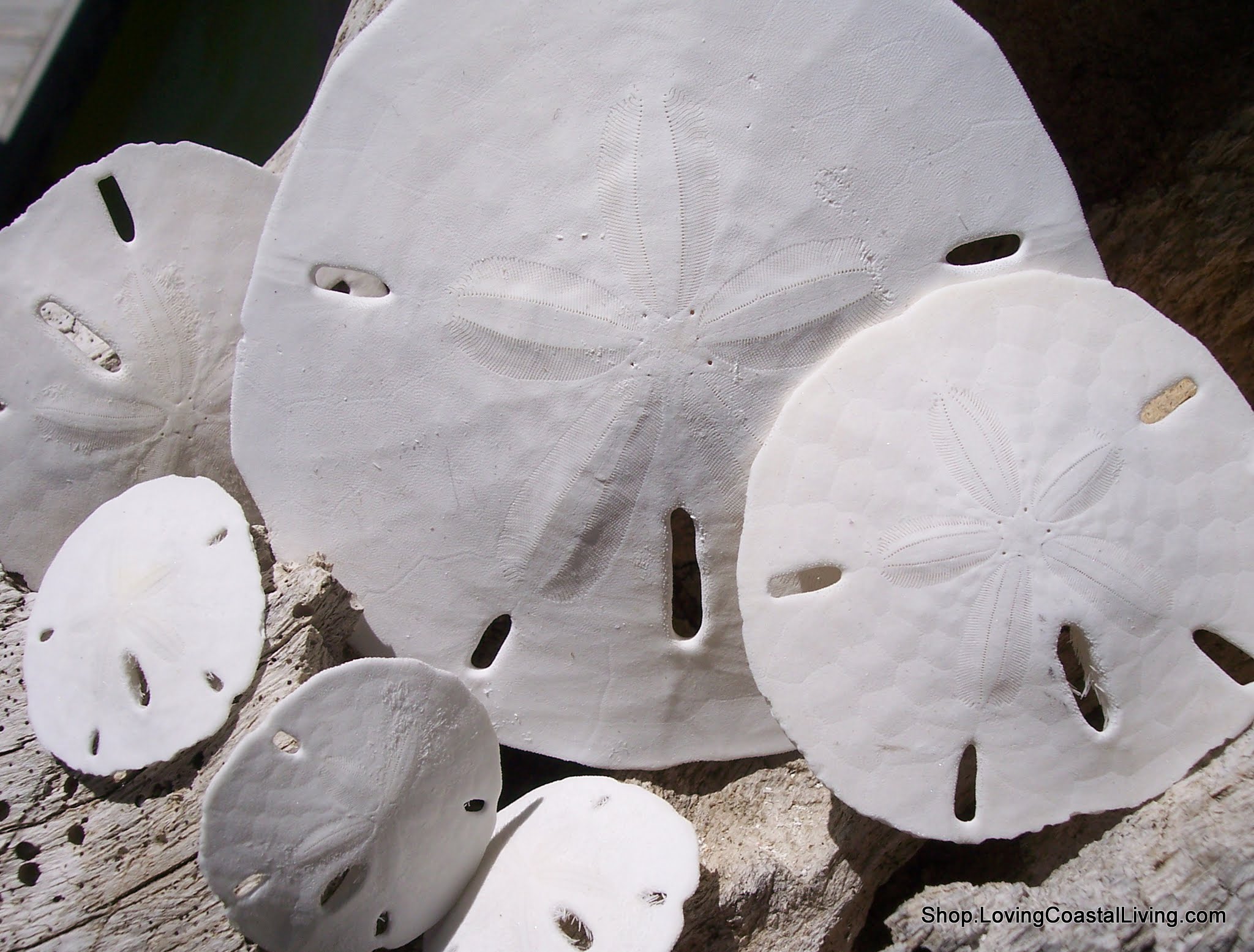 Loose White Sand Dollar (bleached)– Bulk Available Coastal Craft Shells