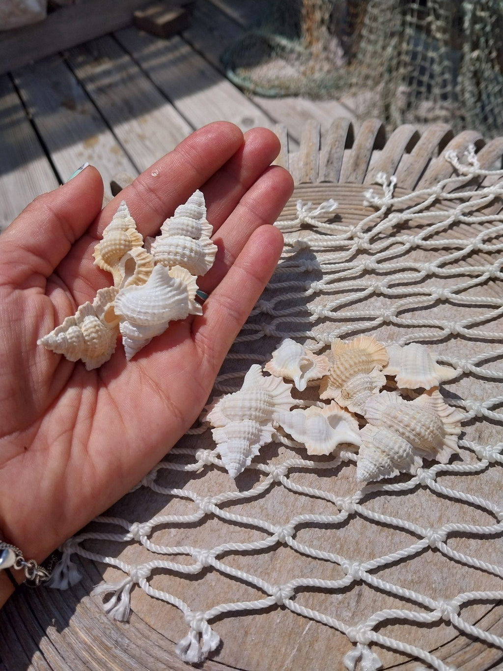 Maple Leaf Shell – Biplex perca, 1–2"