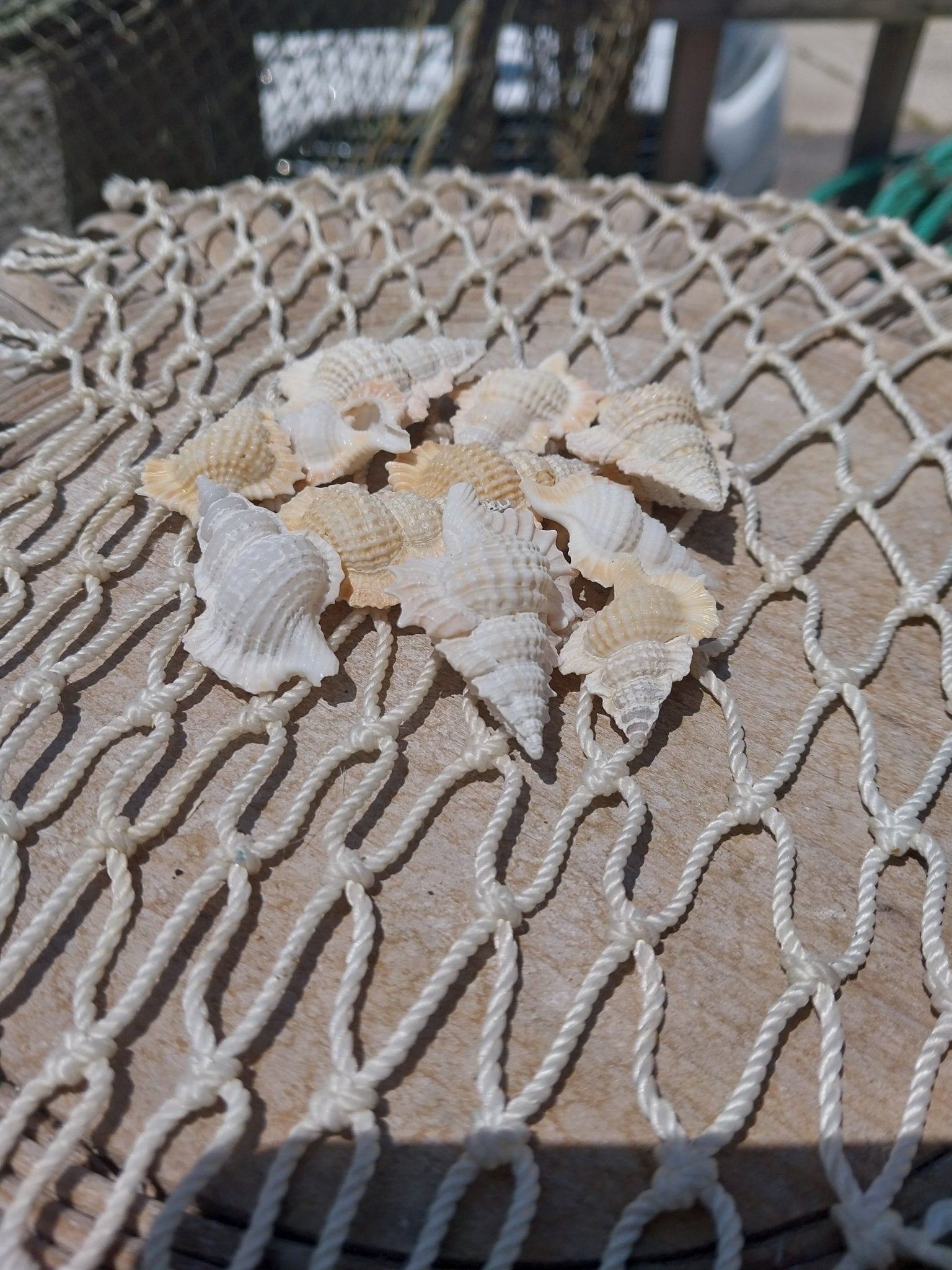 Maple Leaf Shell – Biplex perca, 1–2"