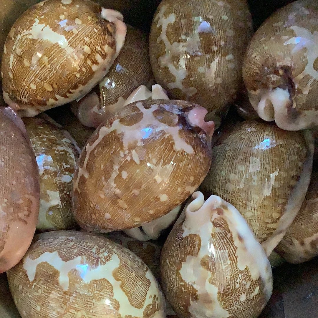 Mappa Cowrie Shells- Leporicypraca