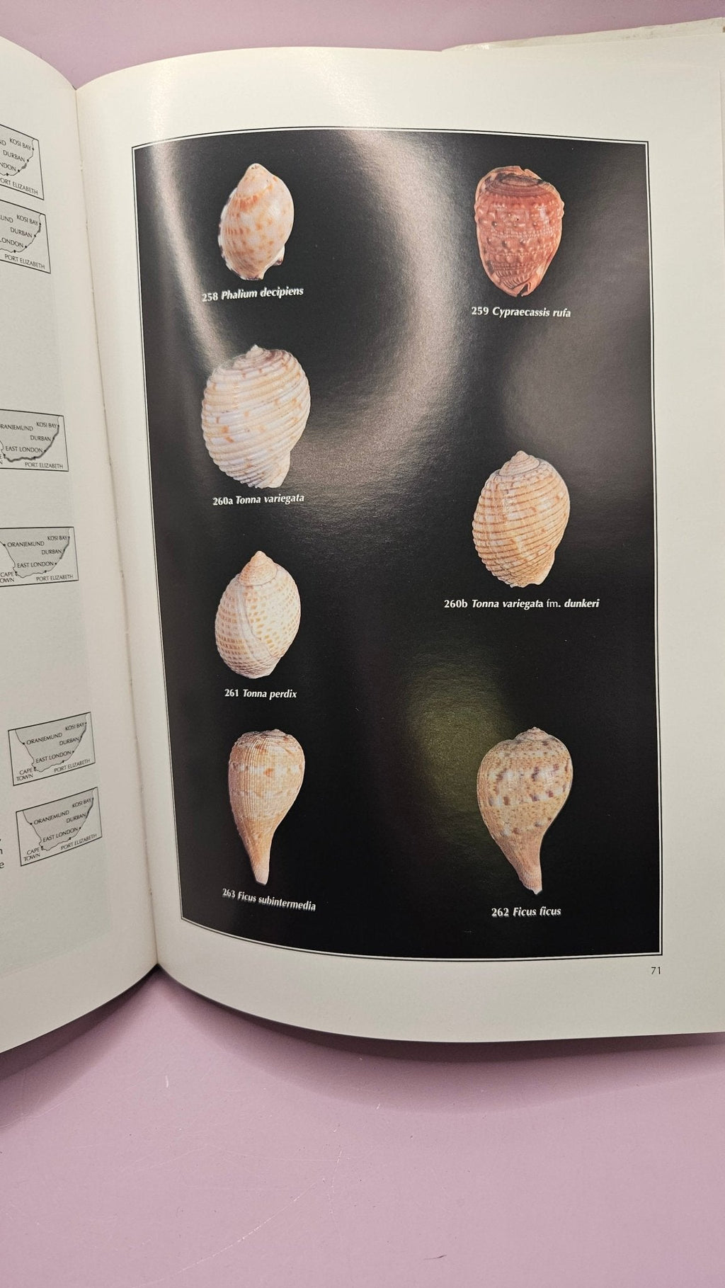 Marine Shells of South Africa" by Douw G. Steyn & Markus Lussi - Hardcover 12"x8.5