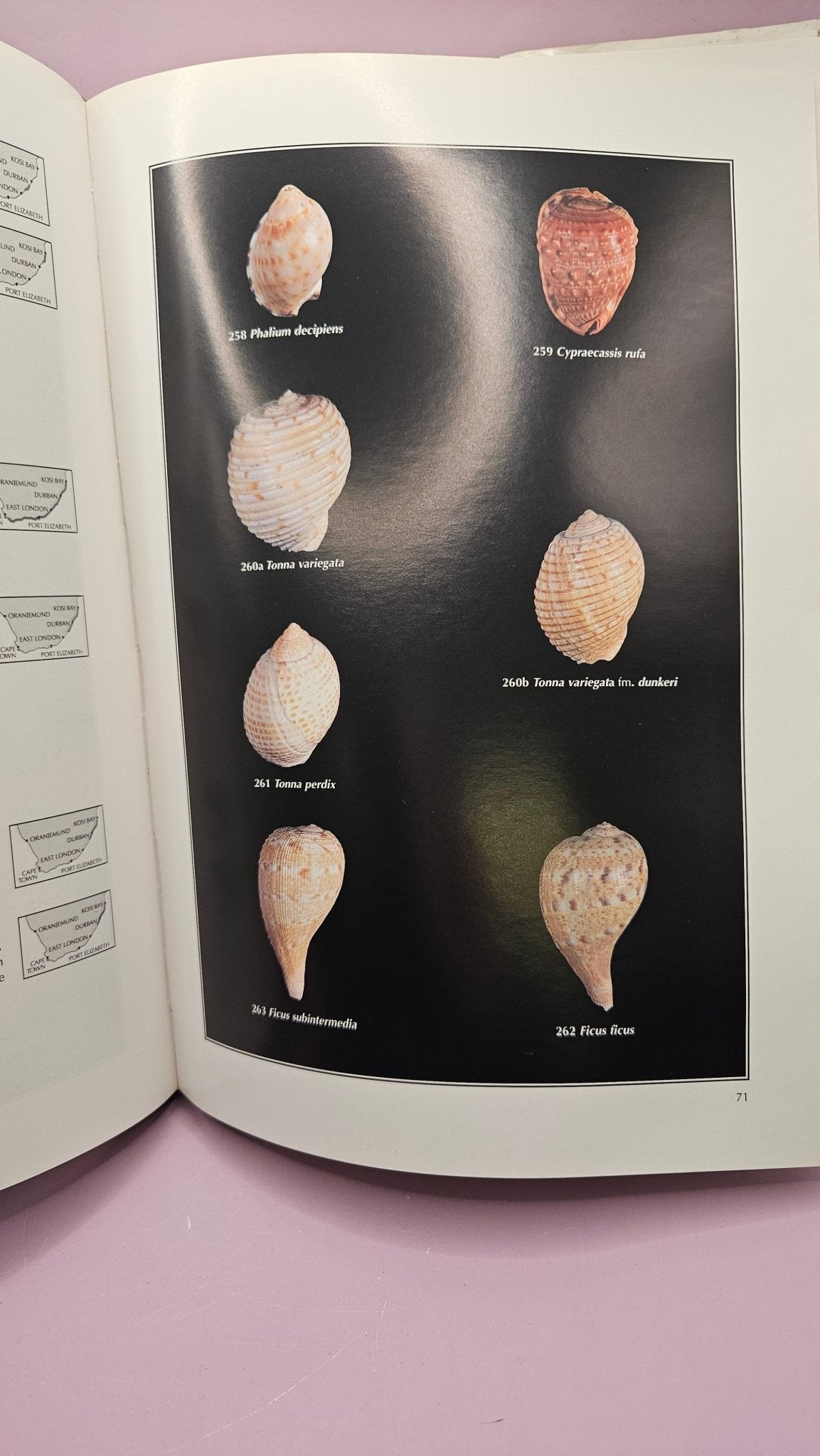 Marine Shells of South Africa" by Douw G. Steyn & Markus Lussi - Hardcover 12"x8.5
