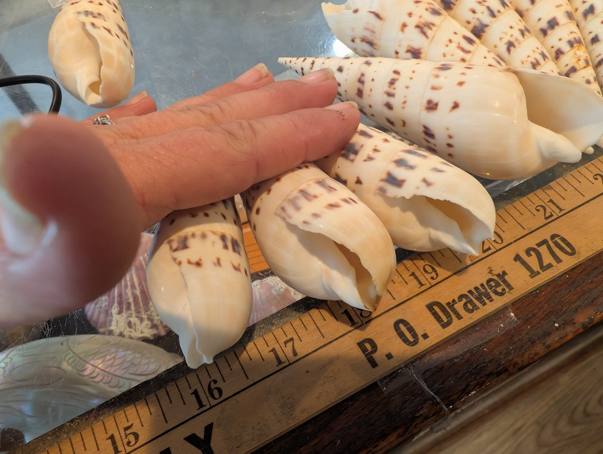 Marlin Spike Shell Terebra Maculata