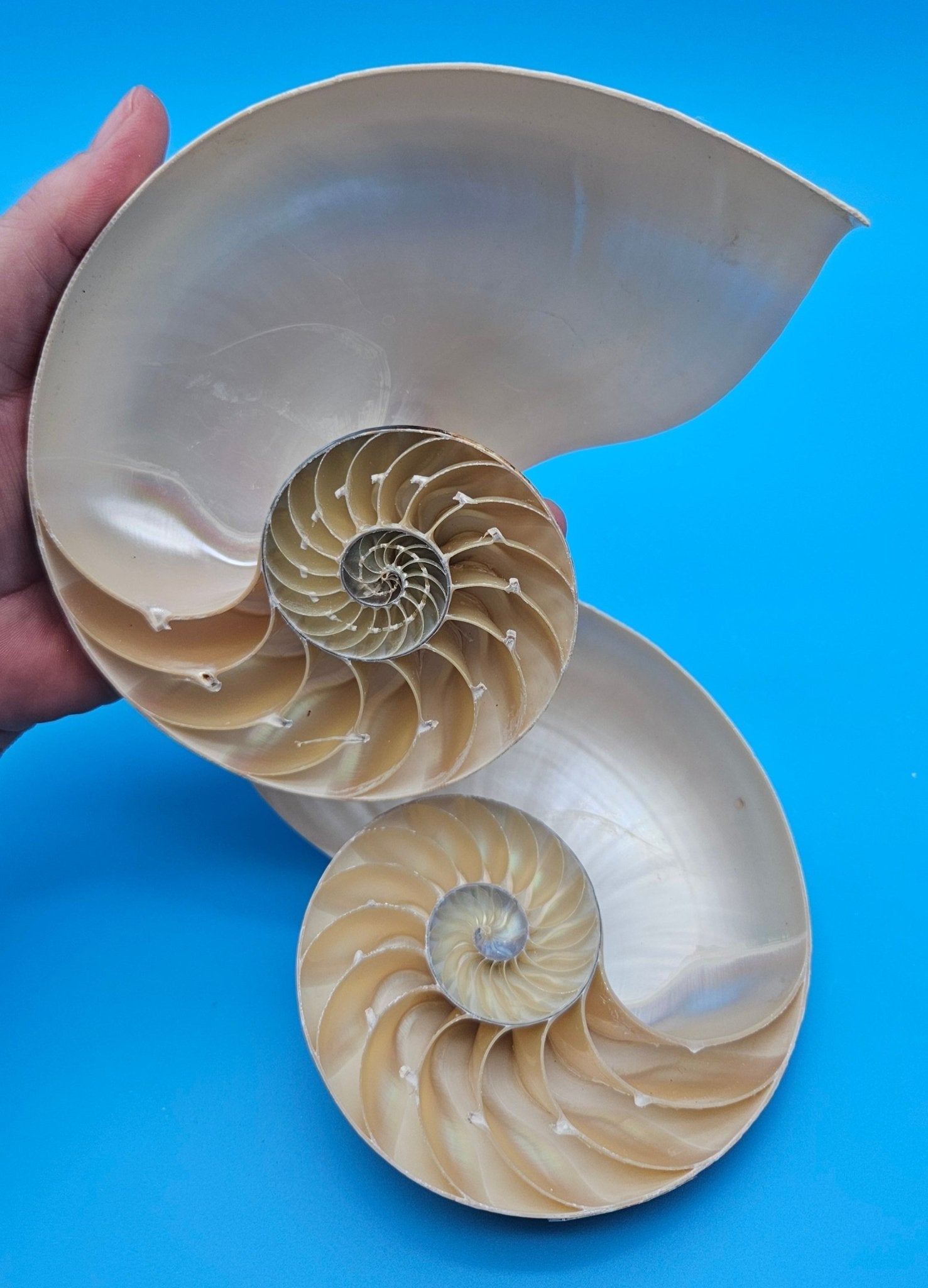 Matching Tiger Nautilus Shell Halves Set – 6.3" Polished Spiral Display Pair
