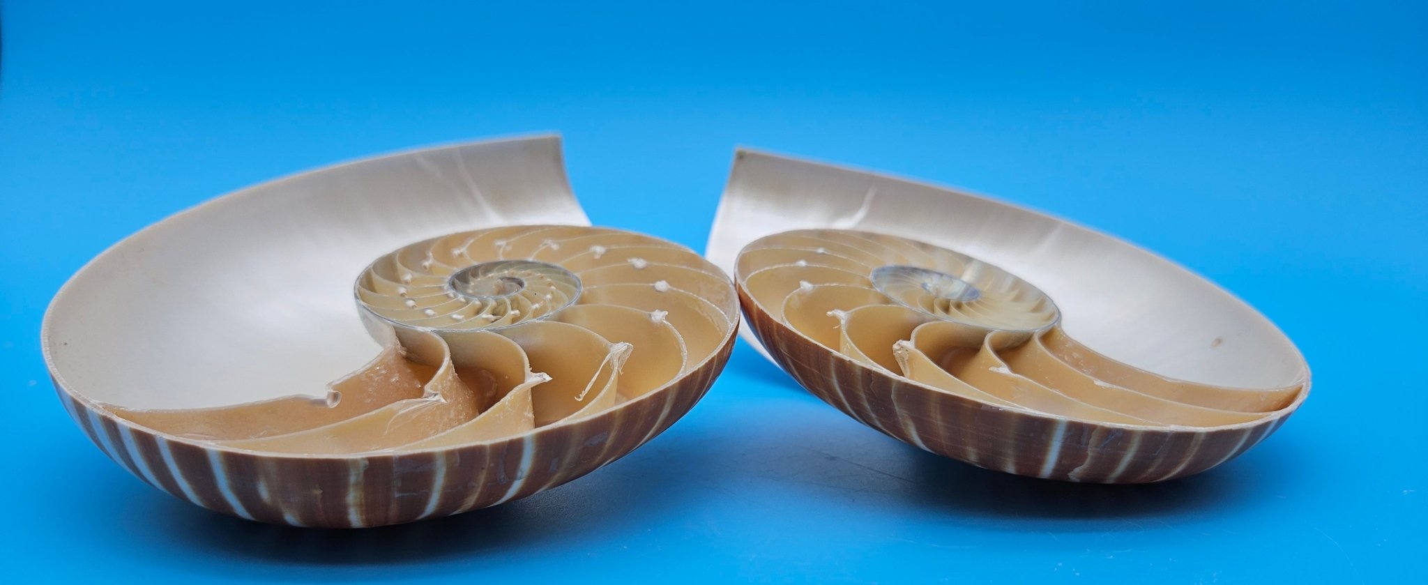 Matching Tiger Nautilus Shell Halves Set – 6.3" Polished Spiral Display Pair