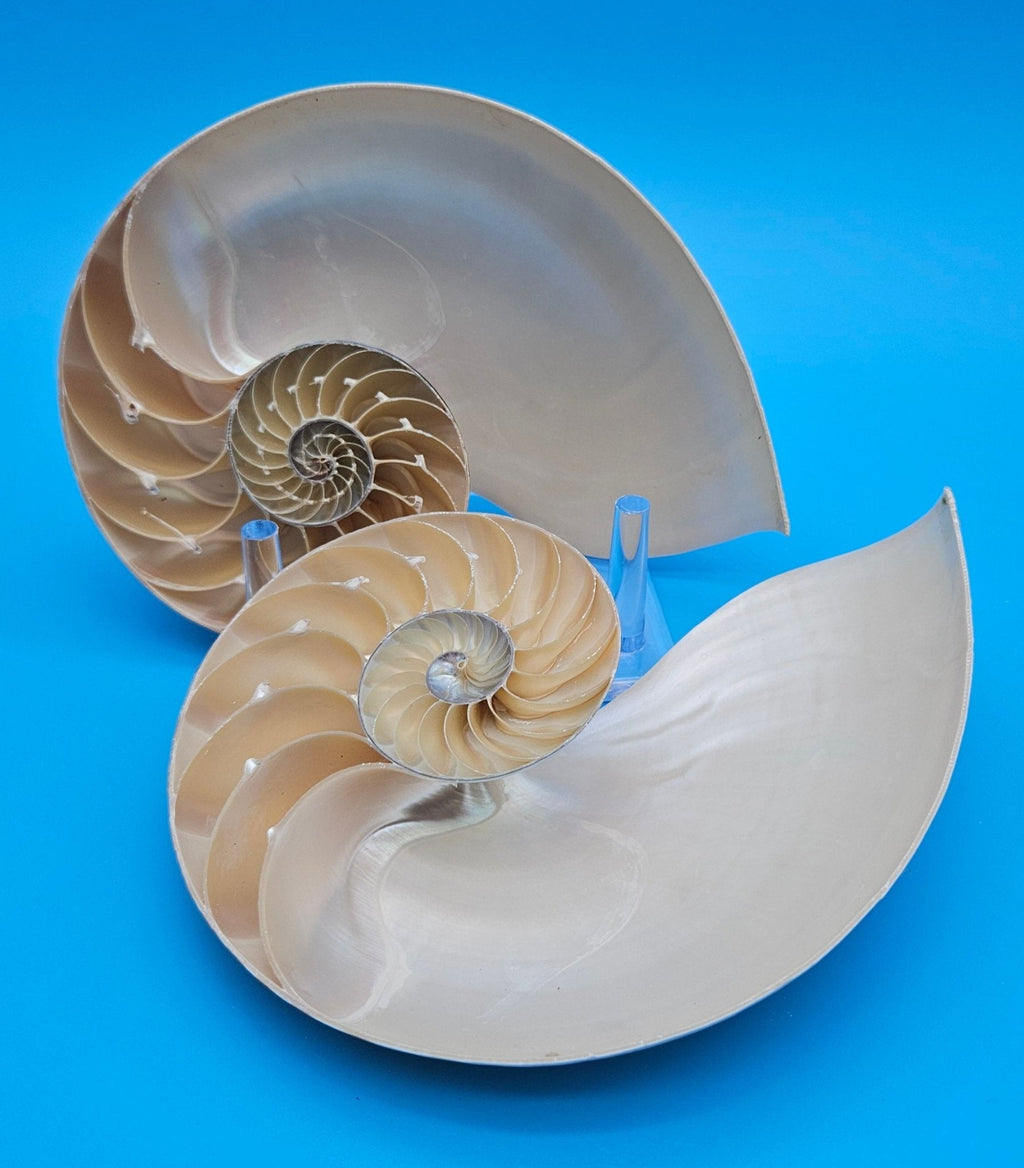 Matching Tiger Nautilus Shell Halves Set – 6.3" Polished Spiral Display Pair
