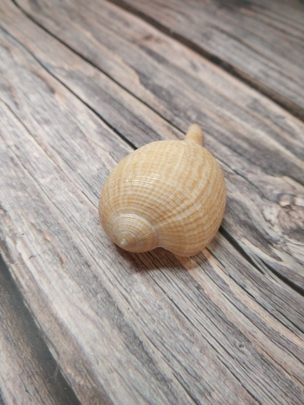 Medium Brown Paper Fig Shell  Ficus papyratia