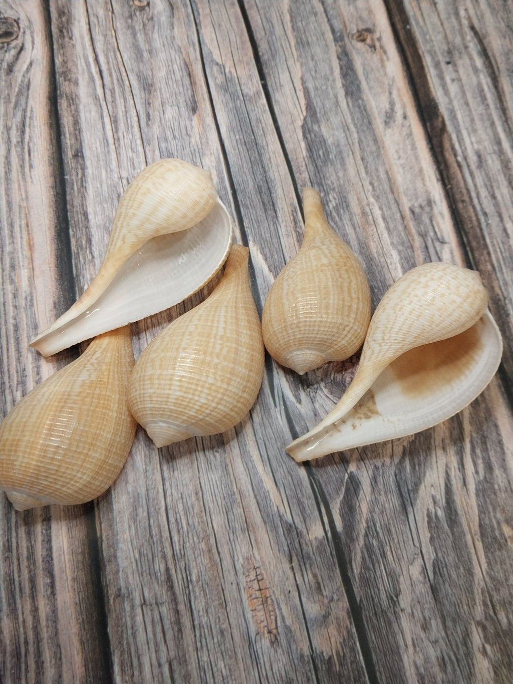Medium Brown Paper Fig Shell  Ficus papyratia