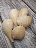 Medium Brown Paper Fig Shell  Ficus papyratia