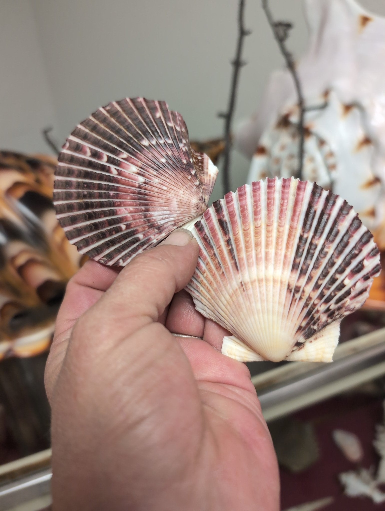 Purple Scallop Shells (Argopecten purpuratus)