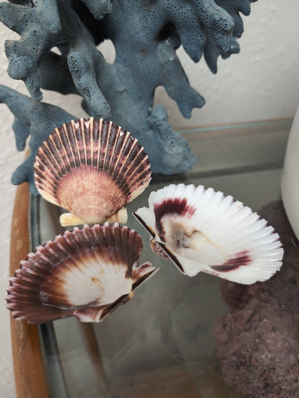 Purple Scallop Shells (Argopecten purpuratus)