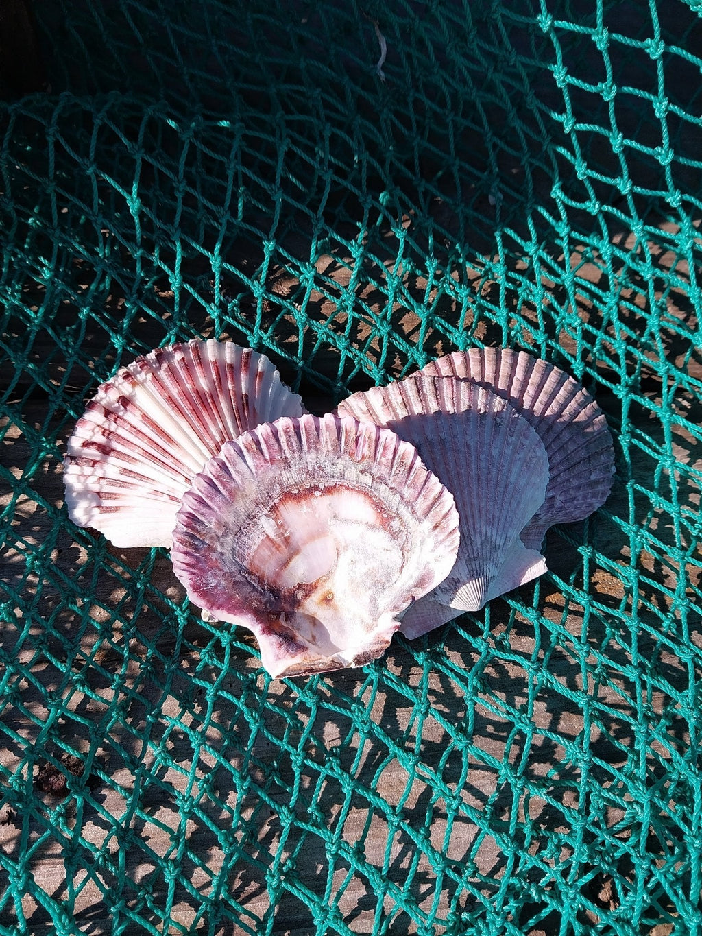Purple Scallop Shells (Argopecten purpuratus)
