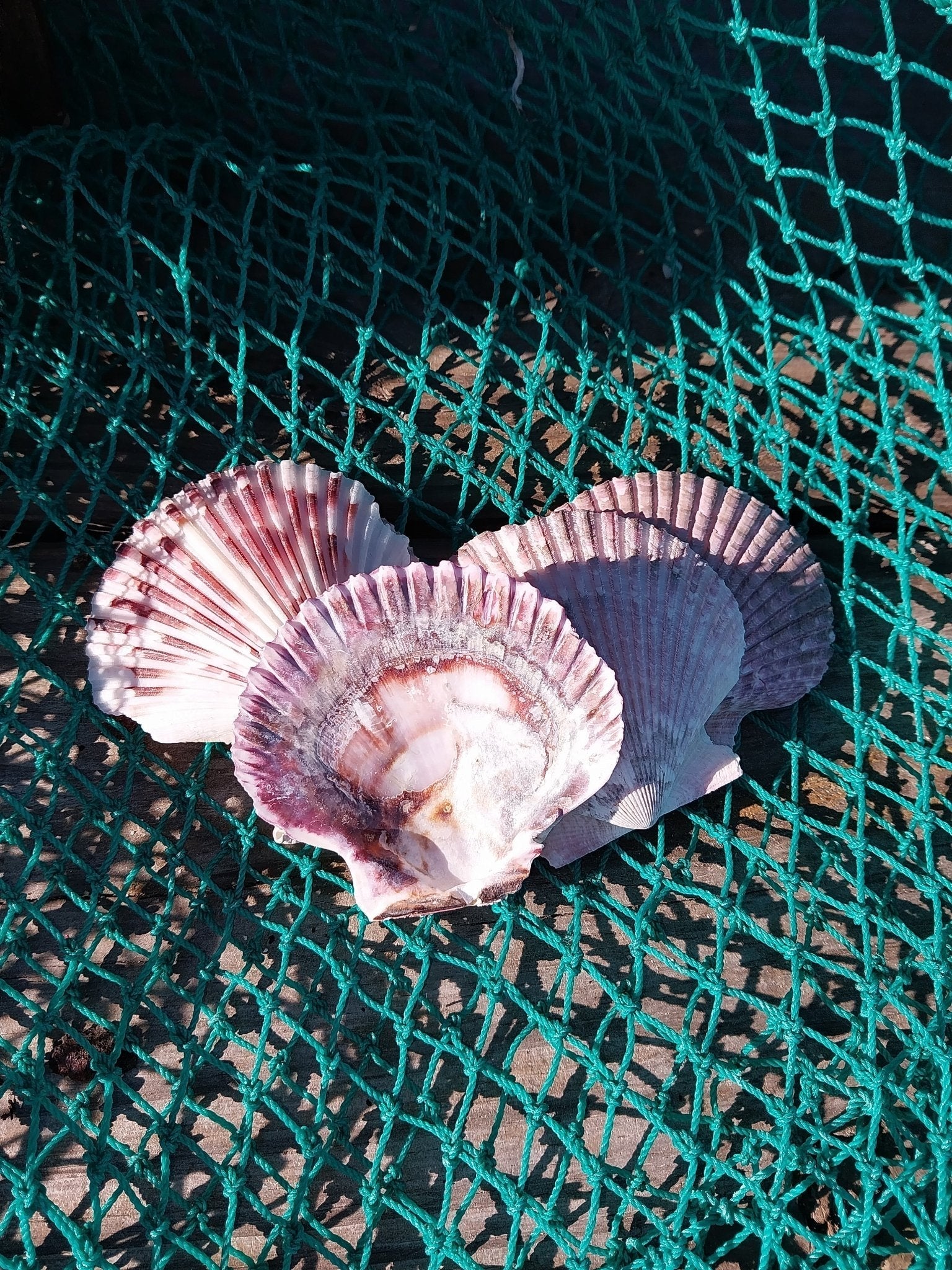 Purple Scallop Shells (Argopecten purpuratus)