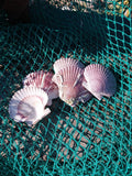 Purple Scallop Shells (Argopecten purpuratus)