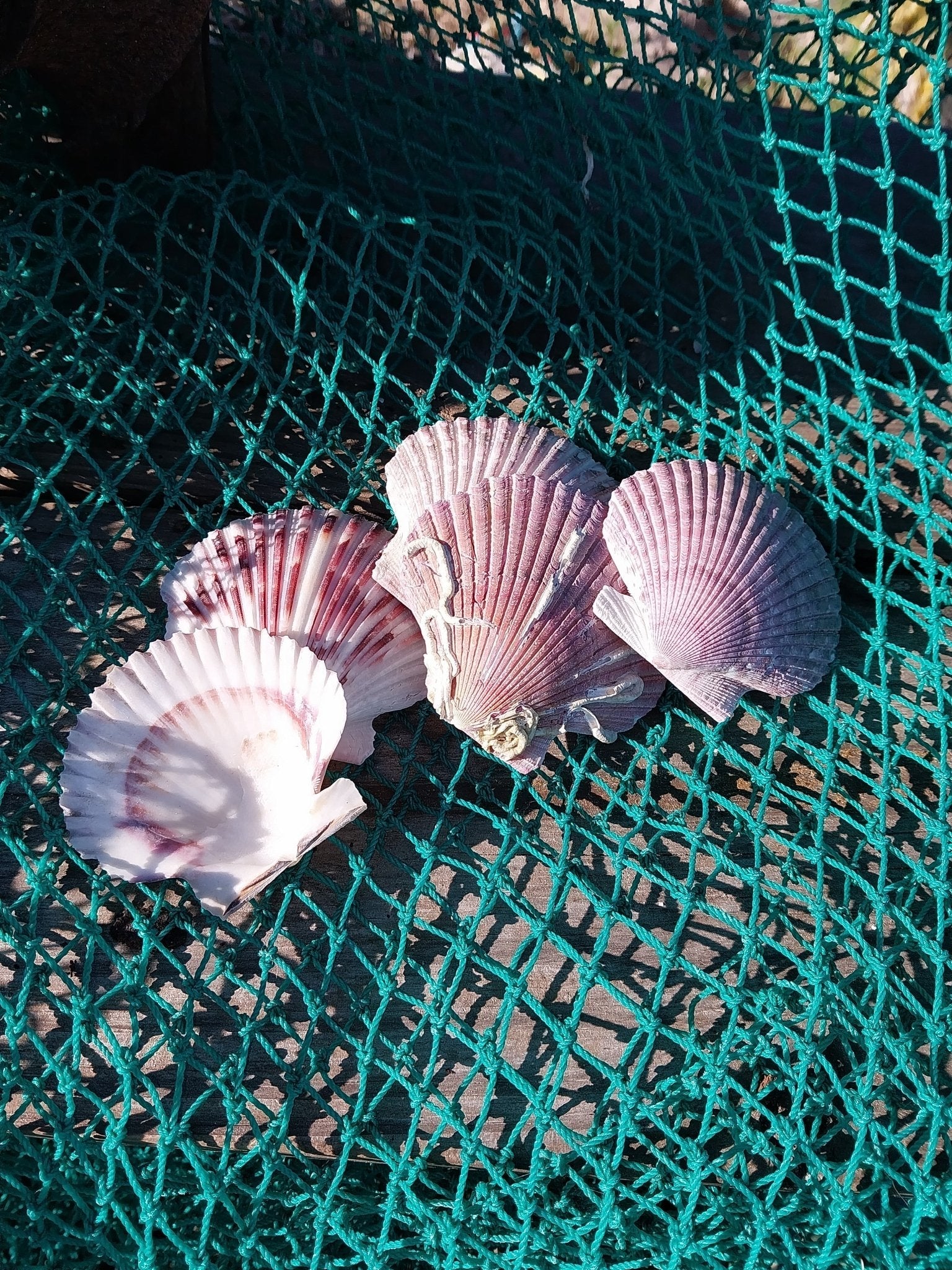 Purple Scallop Shells (Argopecten purpuratus)