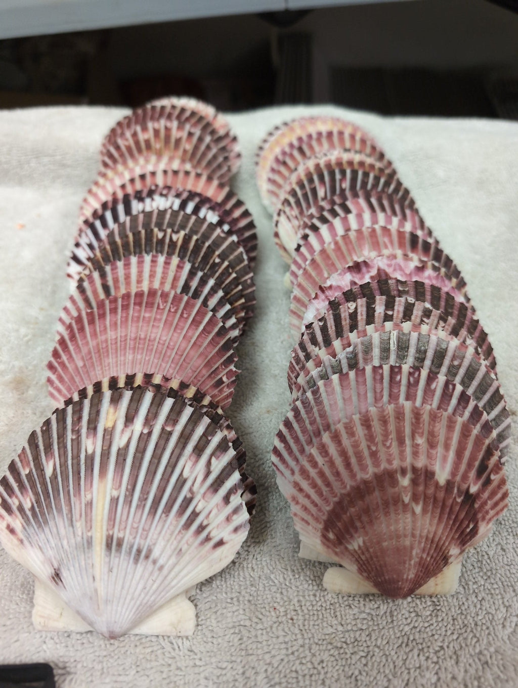 Purple Scallop Shells (Argopecten purpuratus)