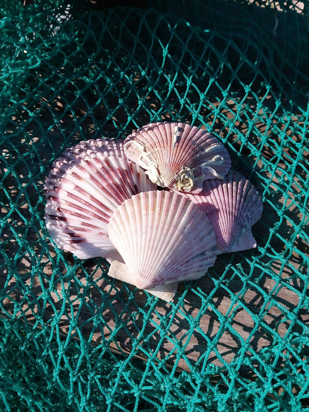 Purple Scallop Shells (Argopecten purpuratus)