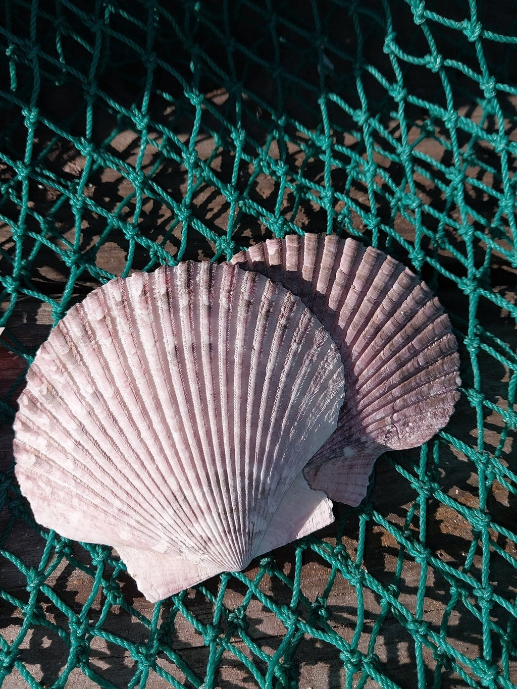 Purple Scallop Shells (Argopecten purpuratus)