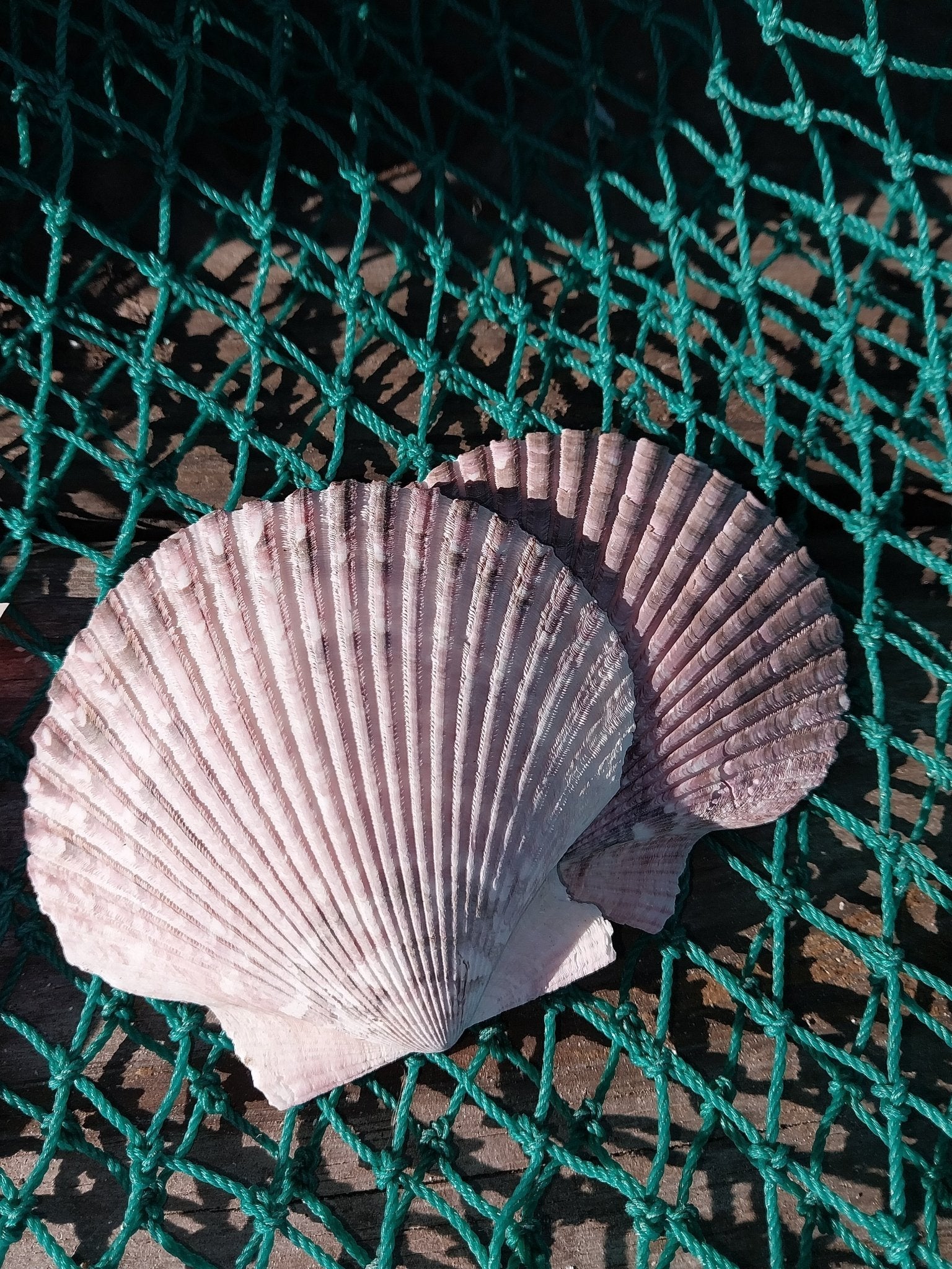 Purple Scallop Shells (Argopecten purpuratus)
