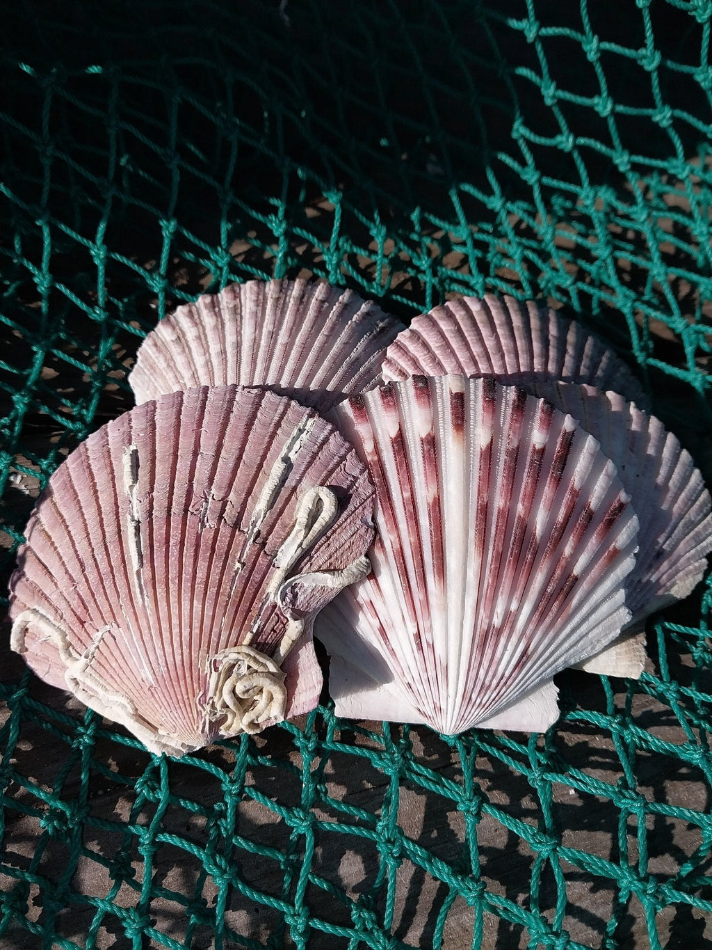Purple Scallop Shells (Argopecten purpuratus)