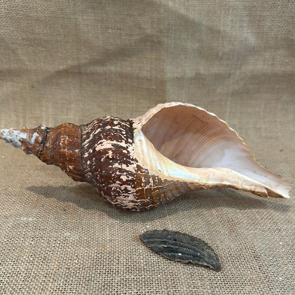 Melanistic Horse Conch Shell with Operculum & Perio- 9"