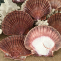 Coquilles St-Jacques plates du Mexique