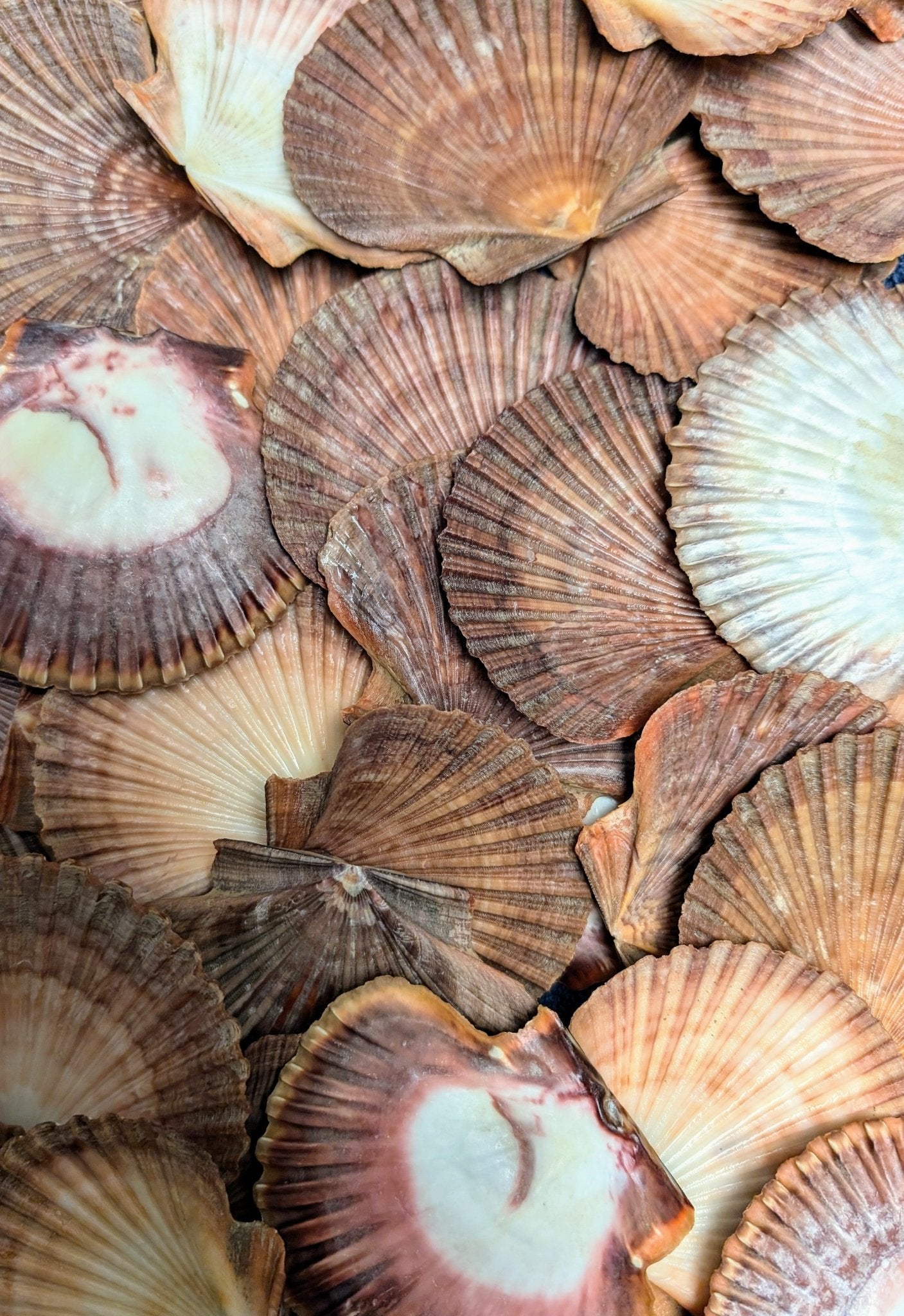 Coquilles St-Jacques plates du Mexique