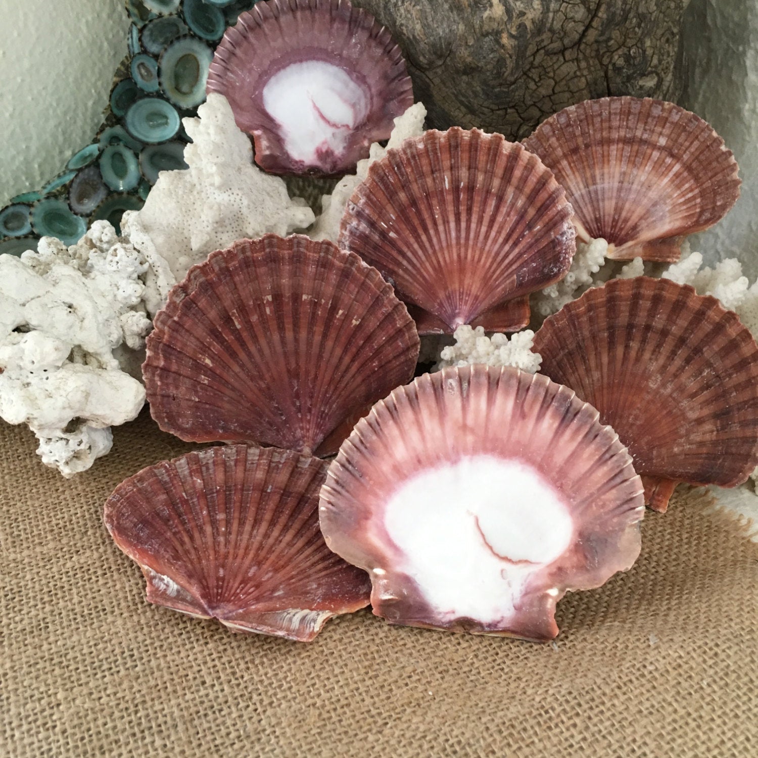Coquilles St-Jacques plates du Mexique