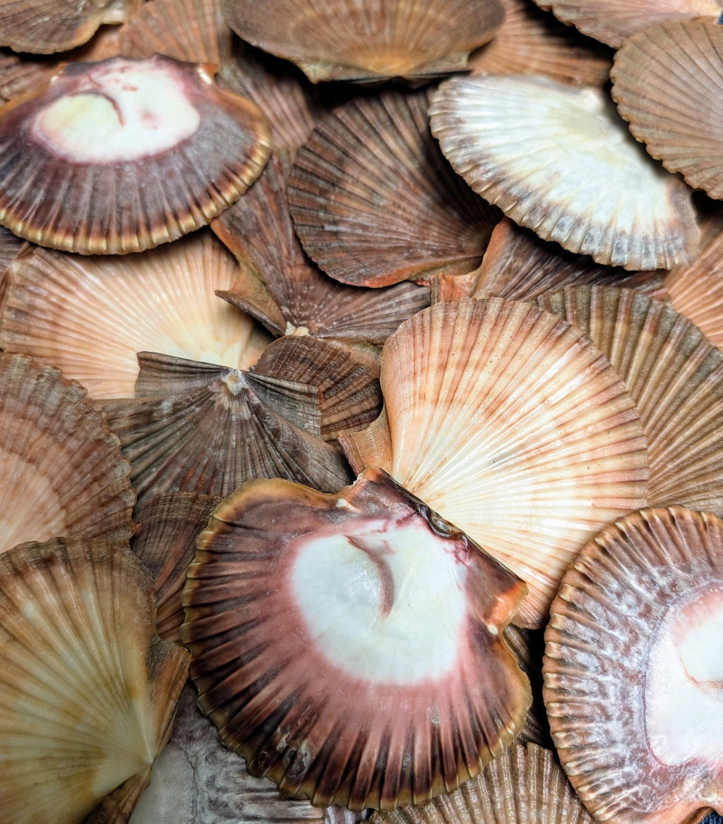 Coquilles St-Jacques plates du Mexique