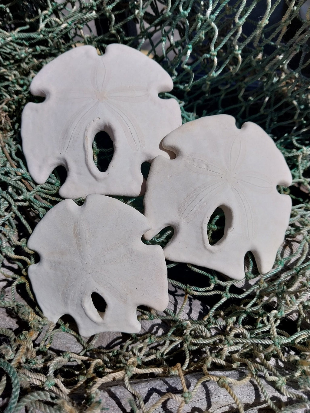 Ivory Mexican Keyhole Sand Dollar