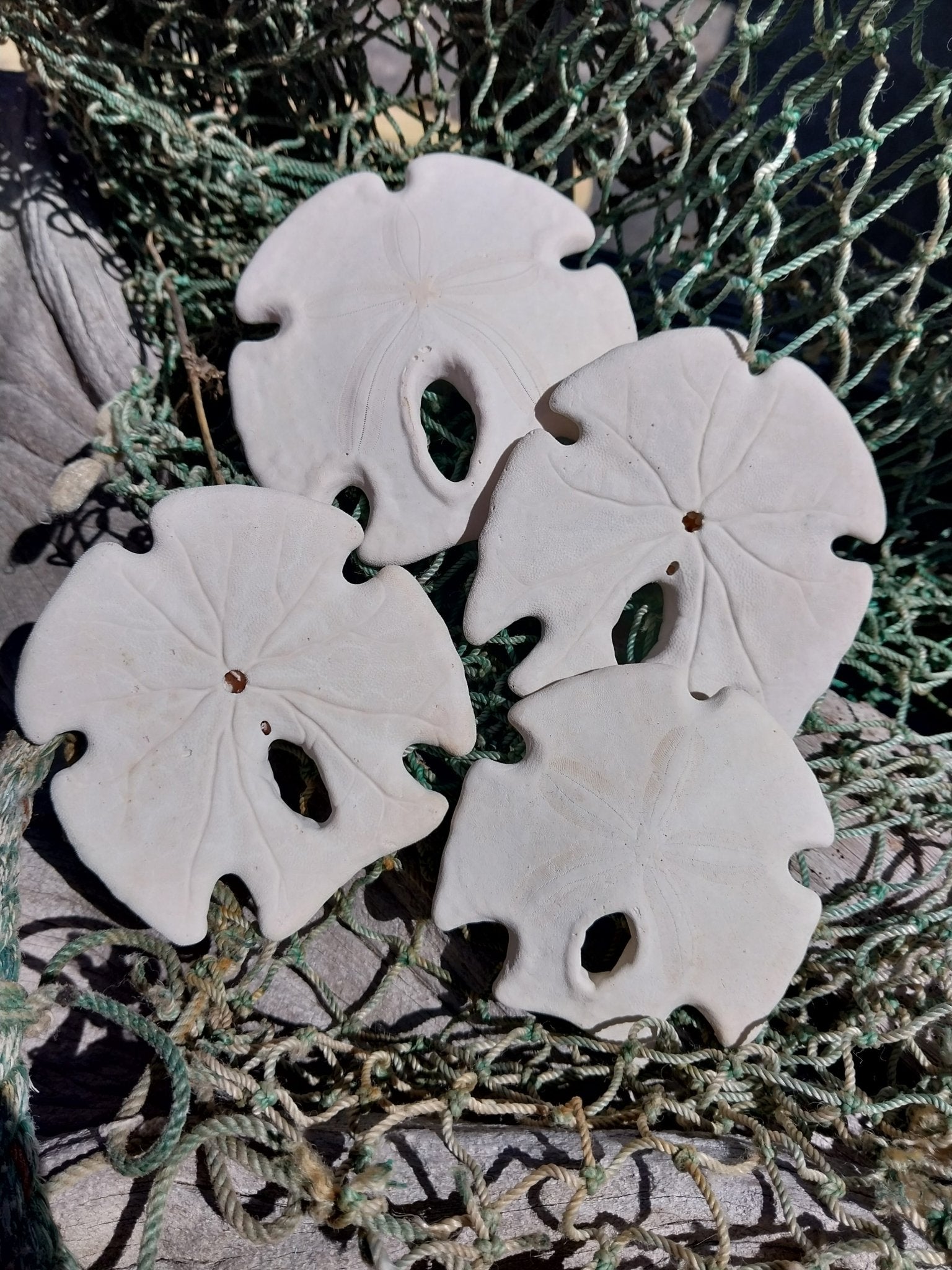 Ivory Mexican Keyhole Sand Dollar