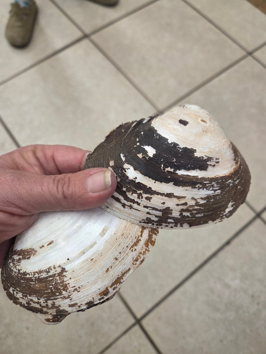Mexican Pearl River Clam Shell 4-5"