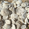 Mini Mushroom Craft Coral 1-2"