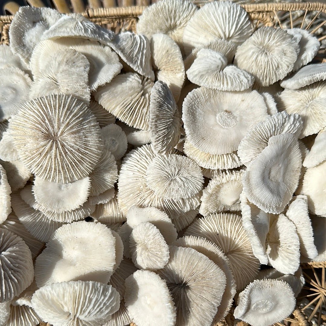 Mini Mushroom Craft Coral 1-2"