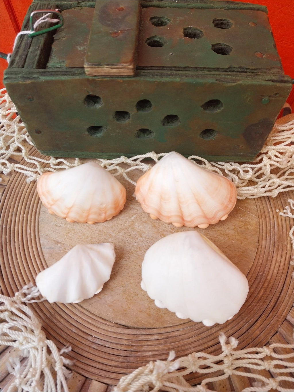 Mini tridacna 'giant' clam pairs- polished