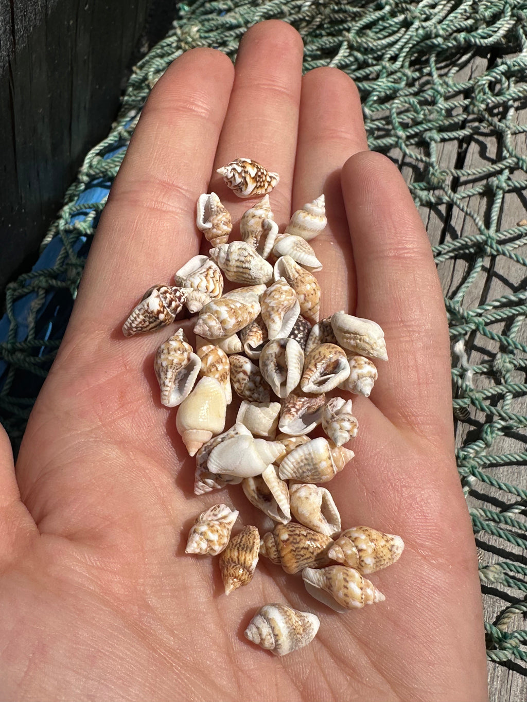 Mini Natural Nassa Shell Mix