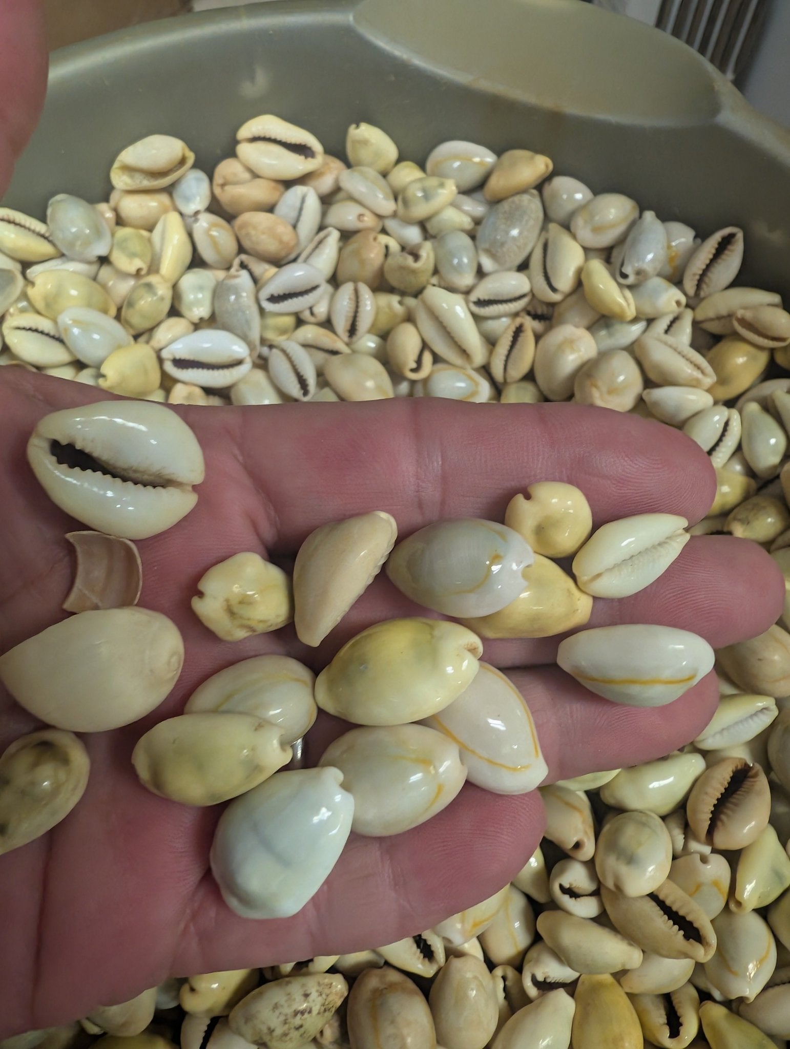 Mixed Cowrie Shells