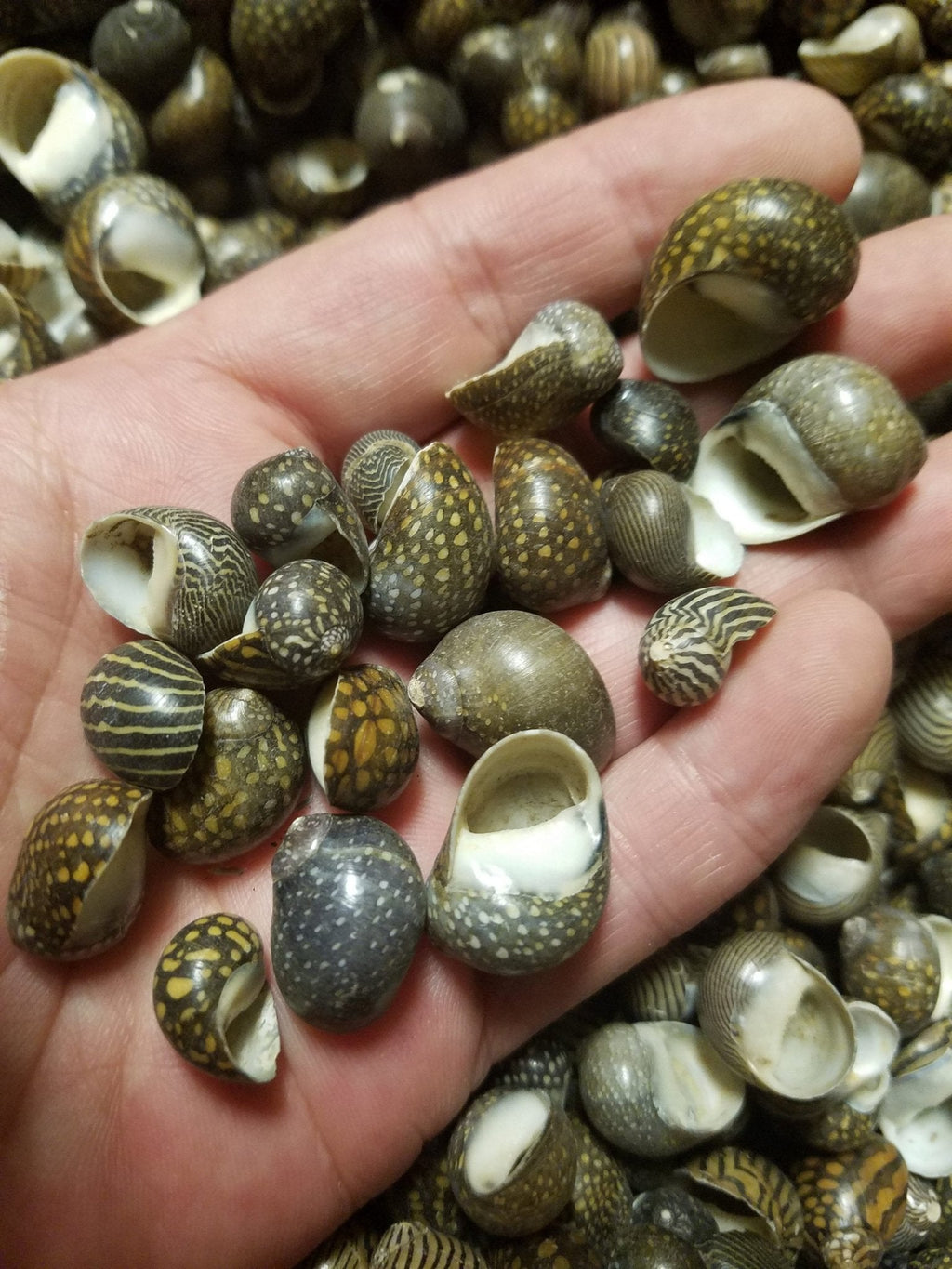 Mixed Nerita Snail Small Shells Seashells Black Brown White ZigZag Striped Spotted Pattern Art Crafts Sailor Valentine Supplies Spiral Top