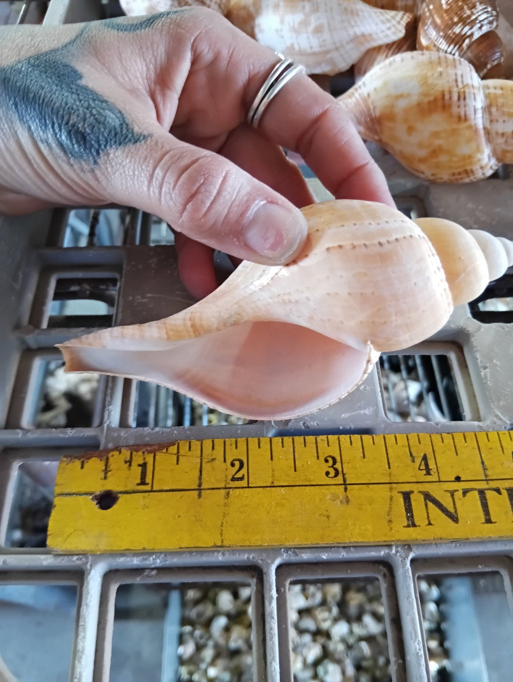 Mixed Tulip Shells (Fasciolaria Tulipa) Banded & True