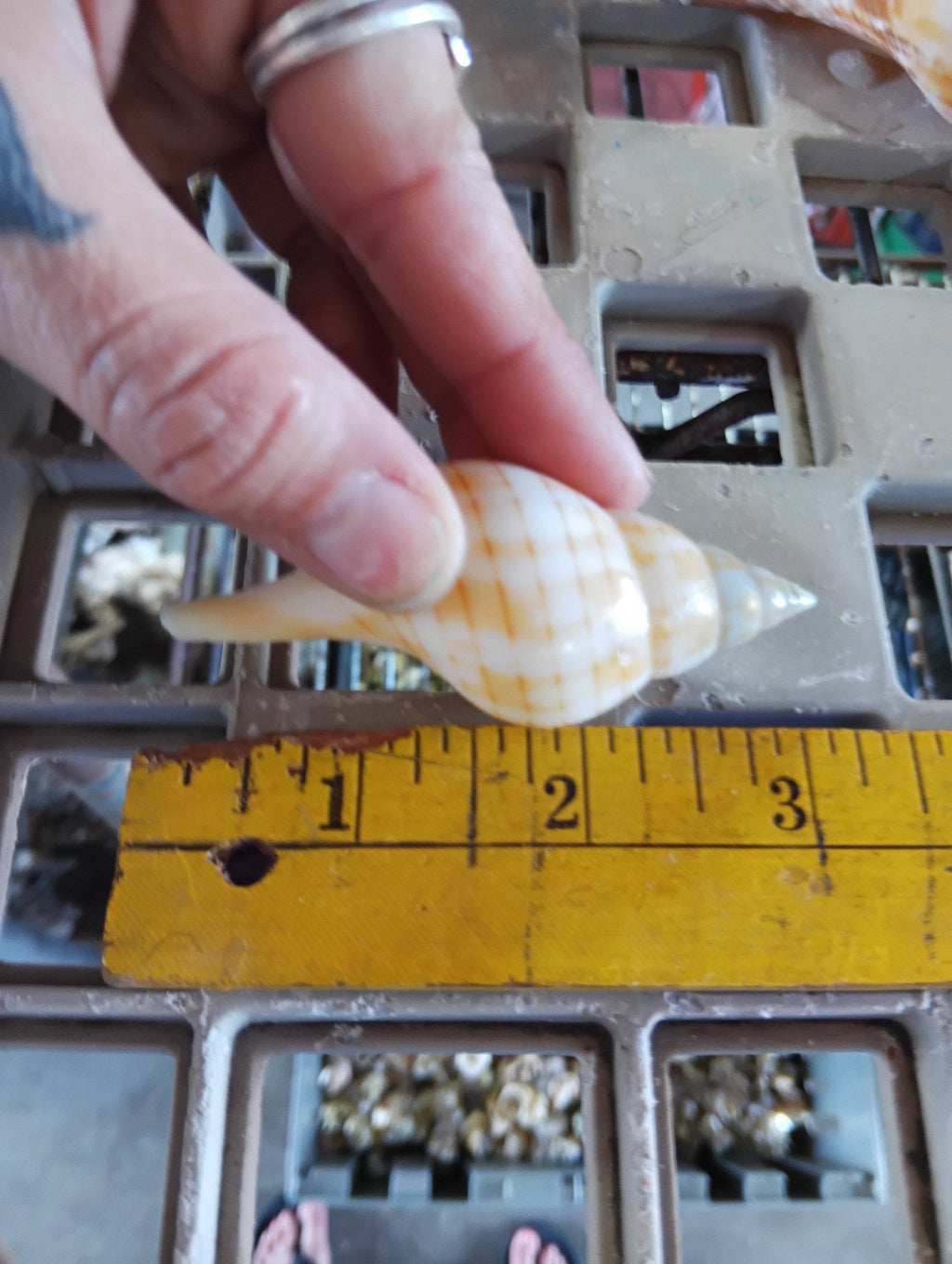 Mixed Tulip Shells (Fasciolaria Tulipa) Banded & True
