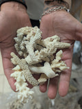 Mixed White Coral Pieces Crafting Assortment- Broken Scrap Lot