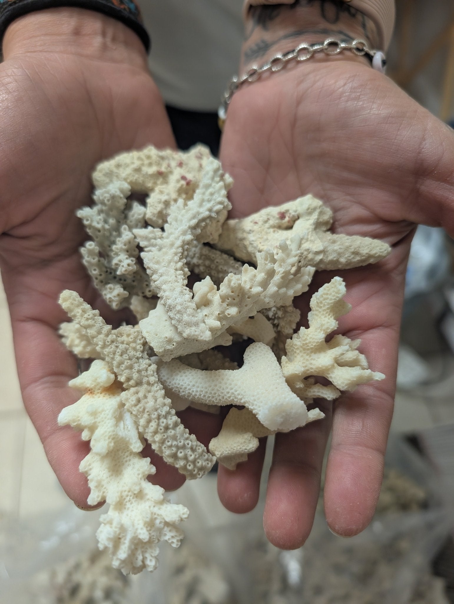 Mixed White Coral Pieces Crafting Assortment- Broken Scrap Lot
