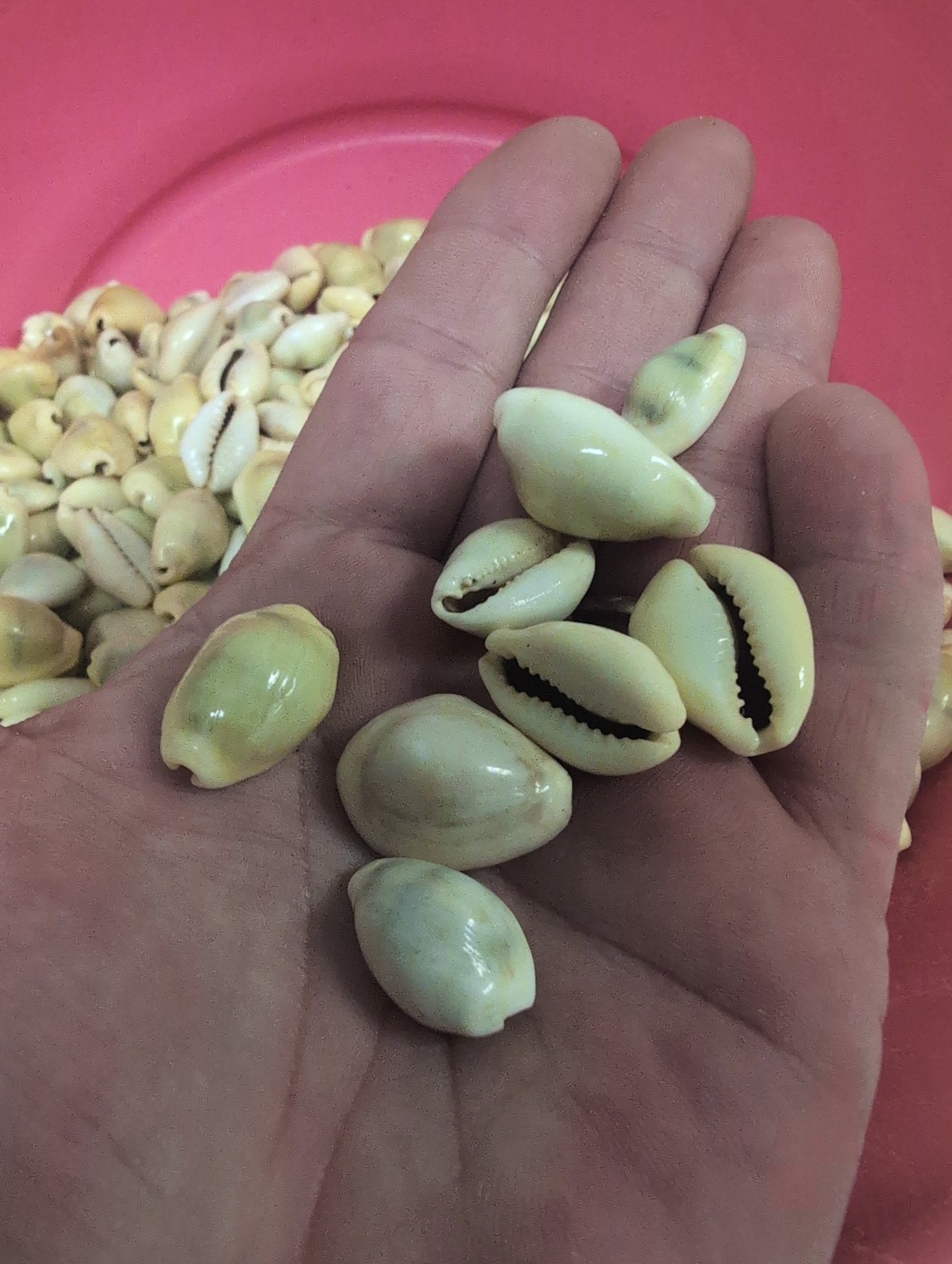 Money Cowrie Shells- Monetaria moneta