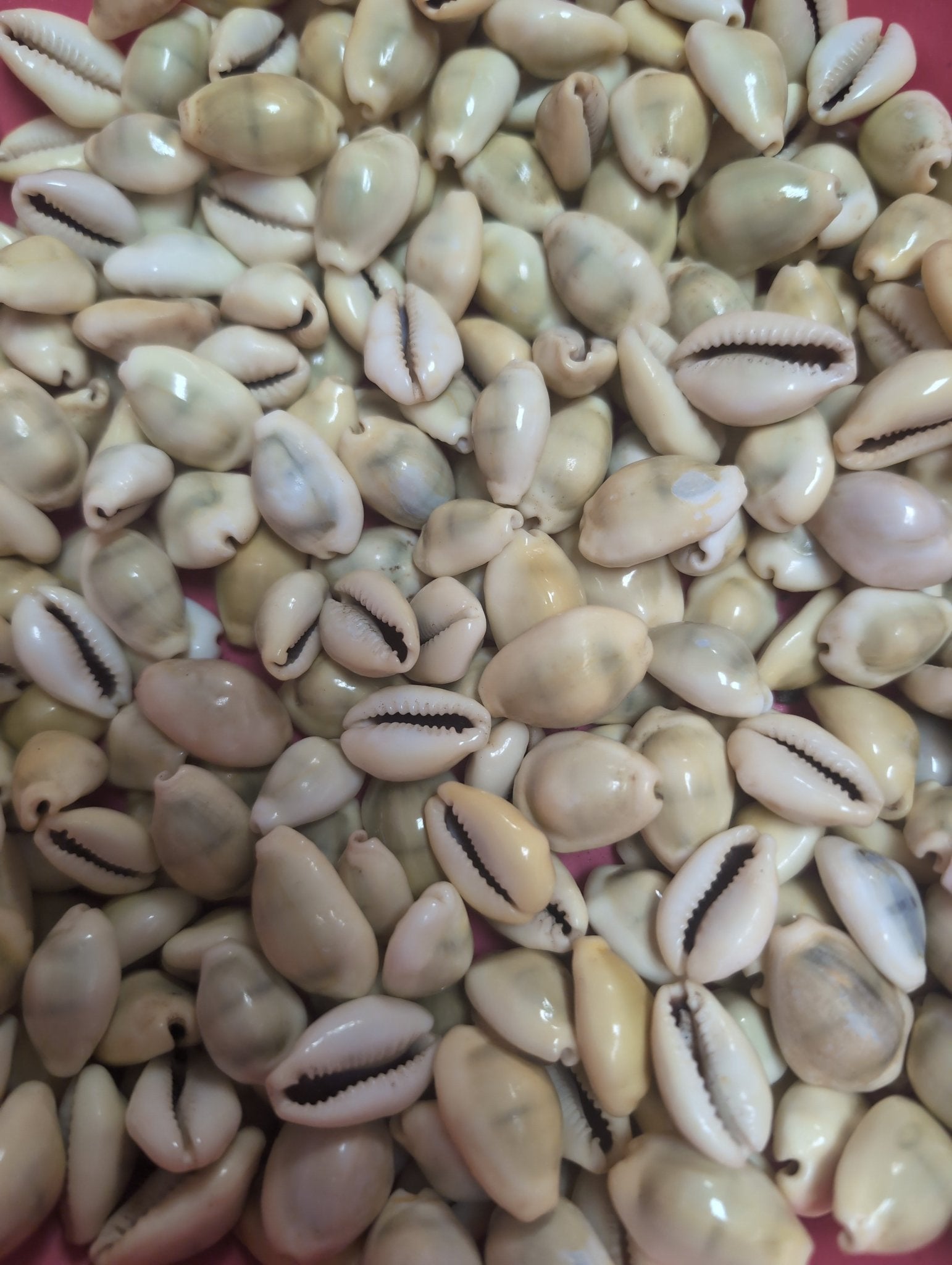 Money Cowrie Shells- Monetaria moneta