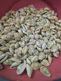 Money Cowrie Shells- Monetaria moneta