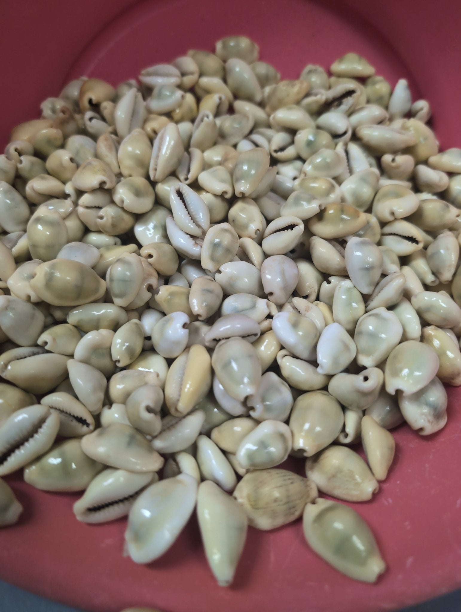 Money Cowrie Shells- Monetaria moneta