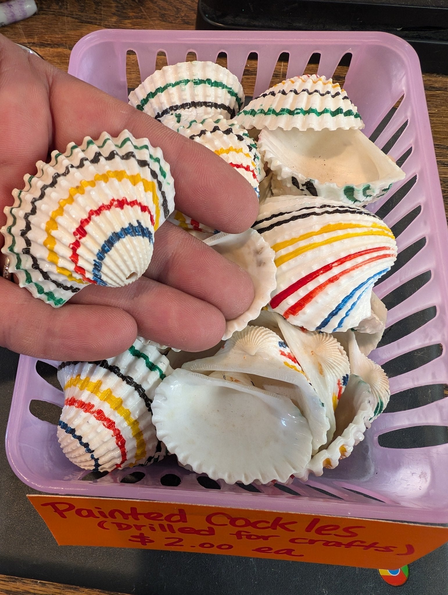 Multi colored painted cockle shells- drilled for crafts
