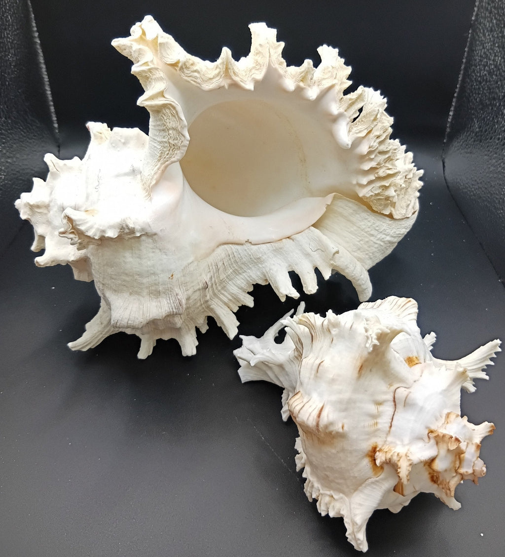 Murex Ramosus Shell